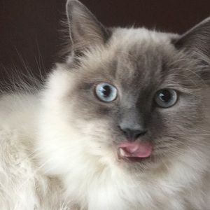 Meet your Posher, Sylvie